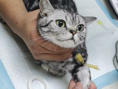 -康爱犬猫诊所·牙专科·骨外科·影像内科(丰宁店)