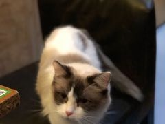 -猫色咖啡·猫咖