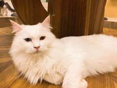 -飞行喵MR PILOT|猫舍·猫咖(静安大融城店)