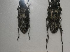 -上海昆虫博物馆