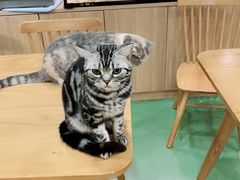 -藦茜花园宠物主题亲子互动体验馆(国顺东路店)