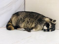 -浣熊柯尔鸭土拨鼠·电玩咖