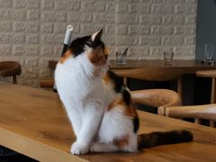 -平行世界·猫咖(首经贸店)