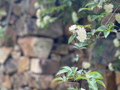 -鹅湖玫瑰文化园