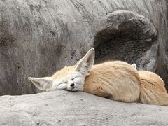 -上海野生动物园