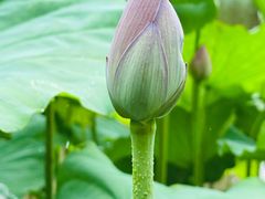 -陈家山荷花公园