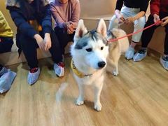 -Husky Go! 哈士奇体验馆·宠物咖啡厅狗咖