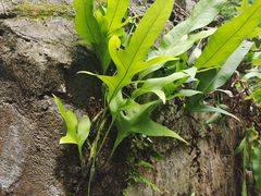 -海南热带野生动植物园