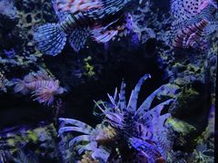 -太平洋海底世界