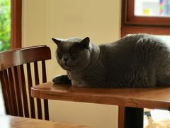 -有猫主题·治愈系猫咖(曾厝垵店)