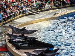 -帝企鹅自助餐厅•儿童岛•真企鹅(长隆企鹅酒店)