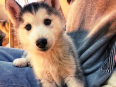 -Husky Go! 哈士奇体验馆·宠物咖啡厅狗咖