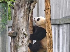 -卧龙中华大熊猫苑神树坪基地