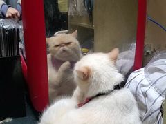 -猫色咖啡·猫咖