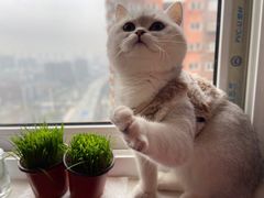 -喵zoo家庭繁育猫舍(尖东智能花园店)