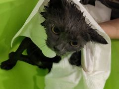 -BABIT巴比特宠物(MOMOPARK店)