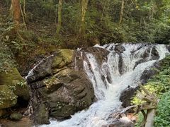 -莫里热带雨林景区