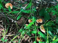 -塞罕坝国家级自然保护区