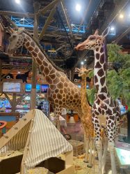 -卡通尼·Safari非洲探索乐园·生日会(金桥国际商业广场店)