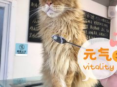 -Heymao猫咖.咖啡厅(东门店)