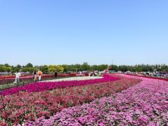 -荷兰花海