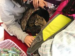 -创凡宠物医院·骨专科  猫科中心(西乡分院)
