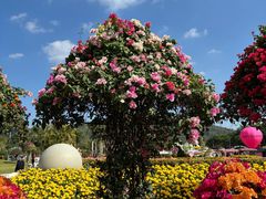 -东南花都花博园