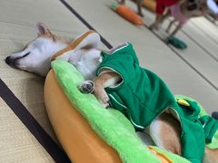 -逗柴咖啡屋·狗咖猫咖宠物桌游