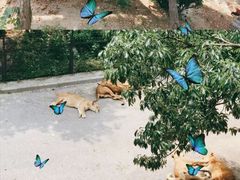 景点-大连森林动物园