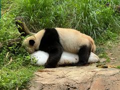 -广州长隆野生动物世界