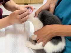 -中农大我爱我爱动物医院·核磁CT·猫病·24小时夜诊中心(石佛营店)
