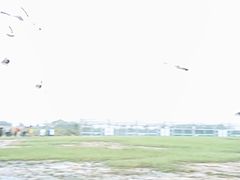 -盐城丹顶鹤湿地生态旅游区