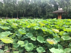 -合肥三国新城遗址公园