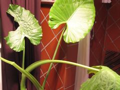 IMG_5981-娜娜度假小旅馆