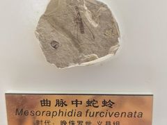 -上海昆虫博物馆