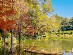 -深圳仙湖植物园