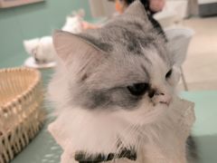 -怪兽屋·羊驼·猫咖·狗咖(俊华广场店)