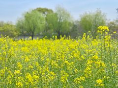 -广富林郊野公园