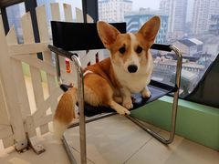 -怪兽屋·羊驼·猫咖·狗咖(俊华广场店)