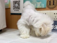 -联合动物医院(光谷诊疗中心)