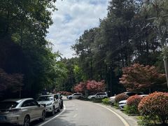 -铁山坪森林公园