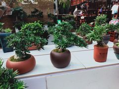 -秦美花卉(天朗·莱茵小城2期店)