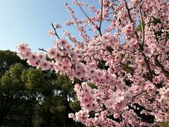 -上海共青森林公园