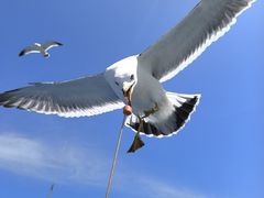 -海驴岛(荣成市)
