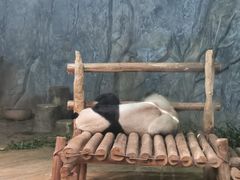 -深圳野生动物园