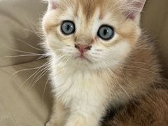 -翊宠yipet猫狗购宠庄园犬舍•猫舍