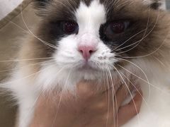 -爱洗澡的猫(天河路店)