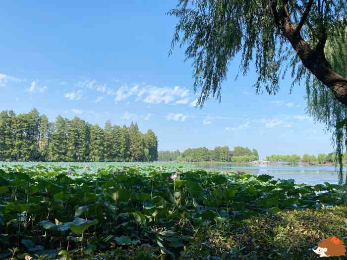 东湖听涛景区-"亲戚在东湖听涛景区的水云乡举行户外婚礼.