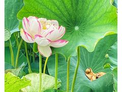 -荷塘月色湿地公园·向阳花洲