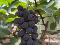 -马陆小张葡萄园农家乐